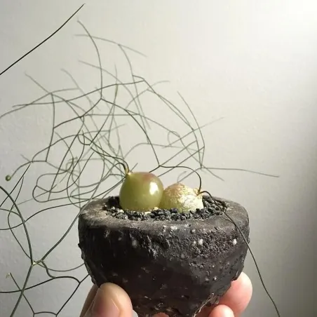 Schizobasis intricata Samen