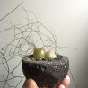 Schizobasis intricata frön | 4,85 €