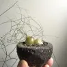 Schizobasis intricata Samen