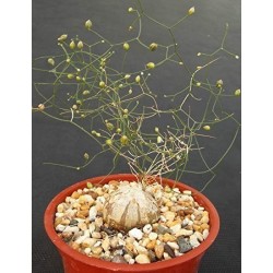 Schizobasis Intricata Seeds - Caudex Forming Succulent 4.85 - 2