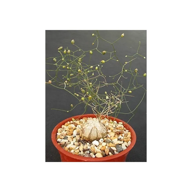 Schizobasis intricata Seme