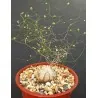 Schizobasis intricata Seme
