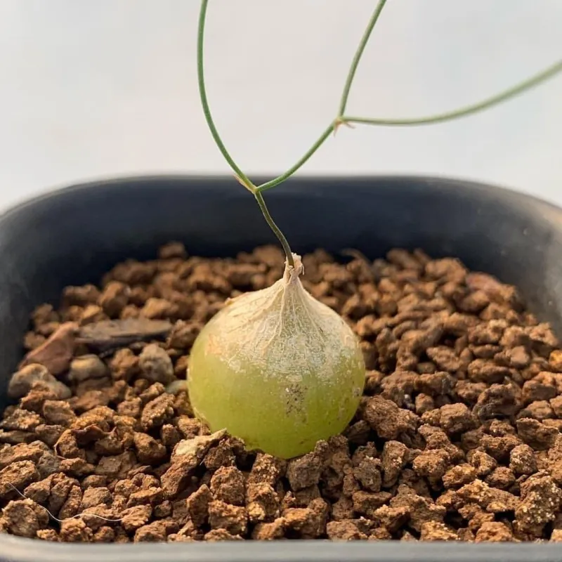 Schizobasis intricata Seme