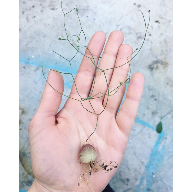 Schizobasis intricata frön | 4,85 €
