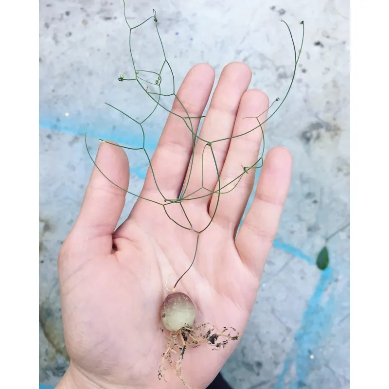 Schizobasis intricata Samen