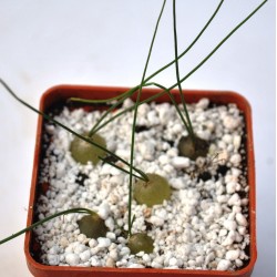 Schizobasis Intricata Seeds - Caudex Forming Succulent 4.85 - 6
