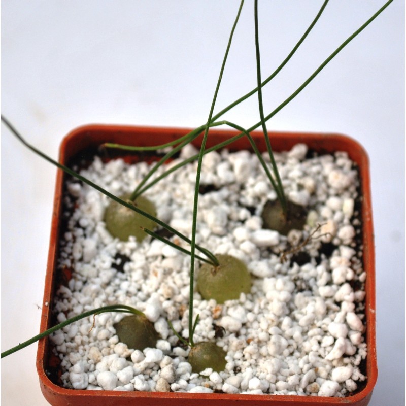 Schizobasis intricata Samen