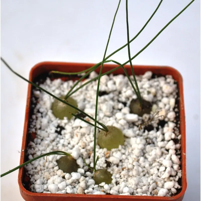 Schizobasis intricata Samen