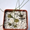 Schizobasis Intricata Seeds - Caudex Forming Succulent | 4.85 €