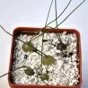 Schizobasis intricata Seme