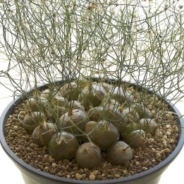 Schizobasis Intricata Seeds - Caudex Forming Succulent - 4.365