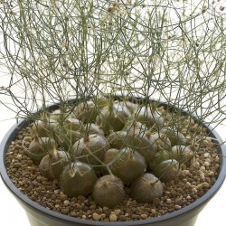Price: €4.85 - Semillas de Schizobasis intricata - 