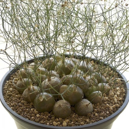 Schizobasis intricata frön | 4,85 €