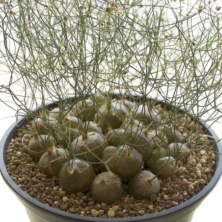 Schizobasis intricata Seme
