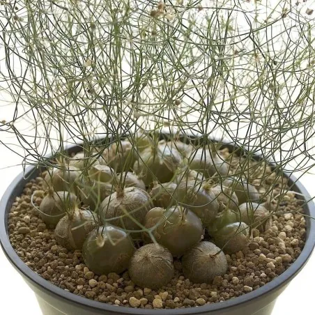 Schizobasis intricata Seme