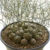 Schizobasis intricata frön | 4,85 €