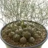 Schizobasis intricata Seme