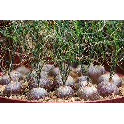 Schizobasis Intricata Seeds - Caudex Forming Succulent 4.85 - 7