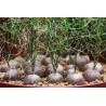 Schizobasis Intricata Seeds - Caudex Forming Succulent | 4.85 €