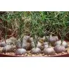 Schizobasis intricata Seme