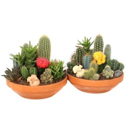 Price: €2.25 - Semi Di Cactus Mix 15 Specie Diverse - 