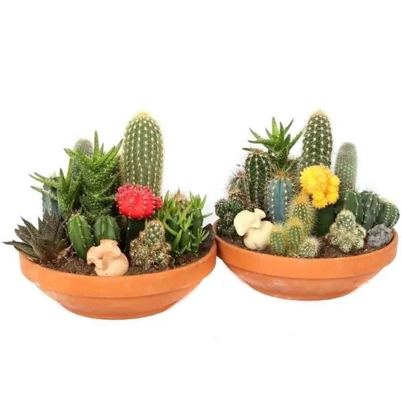 Mini-Kakteen Samen schnellblühende Arten