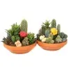 Mini-Kakteen Samen schnellblühende Arten