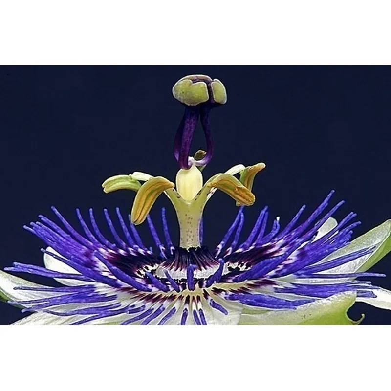 Σπόροι Λουλούδι Πάθος Passiflora ligularis