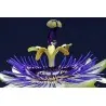Σπόροι Λουλούδι Πάθος Passiflora ligularis