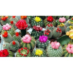 Cactus Mix seeds 'Mixed Desert Species' 2.25 - 1