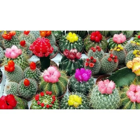 Mini-Kakteen Samen schnellblühende Arten