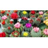 Cactus Mix seeds 'Mixed Desert Species' | β¬Β 2,25
