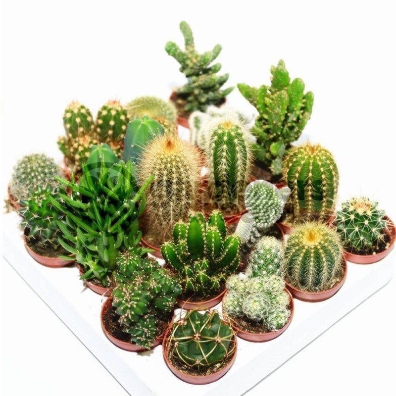 Cactus Mix seeds 'Mixed Desert Species' | β¬Β 2,25
