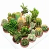 Mini-Kakteen Samen schnellblühende Arten