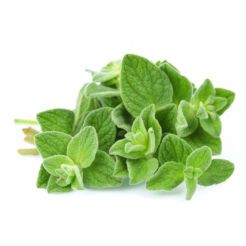 Price: €1.5 - GREEK OLYMPUS OREGANO BIO Spice (Origanum vulgare) - 