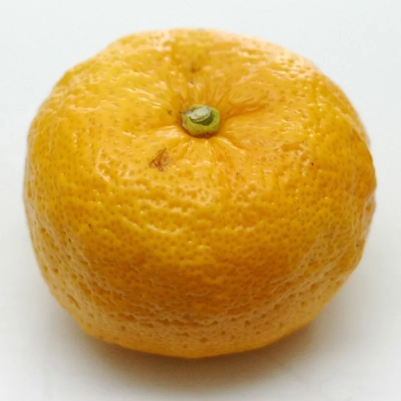 Yuzu Seme Japanski citrus -20 ° C (Citrus junos)
