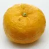Graines de Yuzu -20 ° C (Citrus junos)