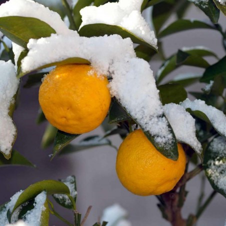Price: €4.15 - Yuzu Zitrone Samen Winterhart bis -20°C (Citrus junos) -