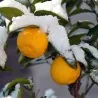 Graines de Yuzu -20 ° C (Citrus junos)