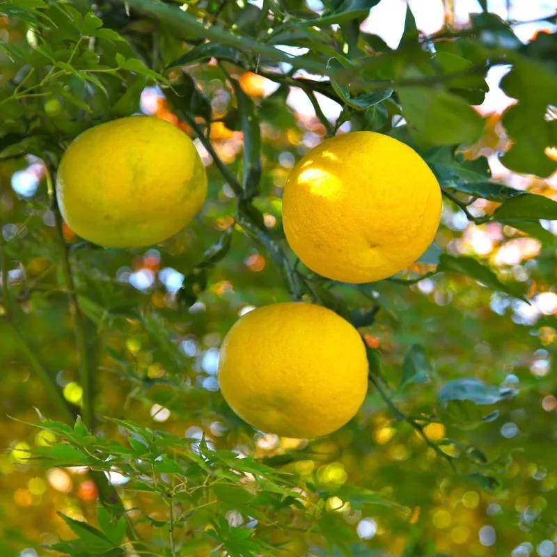 Yuzu Seme Japanski citrus -20 ° C (Citrus junos)