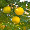 Price: €4.15 - Yuzu Zitrone Samen Winterhart bis -20°C (Citrus junos) - 