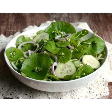 Σπόροι Κλεϊτονια (αμερικανικη γλιστριδα) (Claytonia perfoliata)