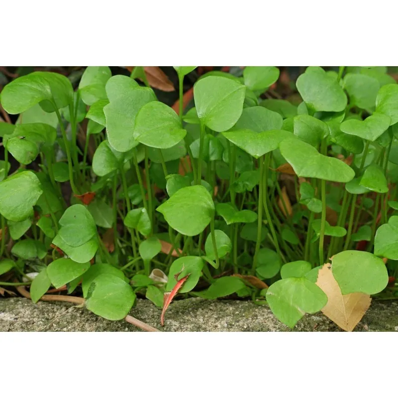 Semillas de LECHUGA DEL MINERO (Claytonia perfoliata)