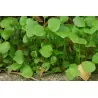 Semillas de LECHUGA DEL MINERO (Claytonia perfoliata)