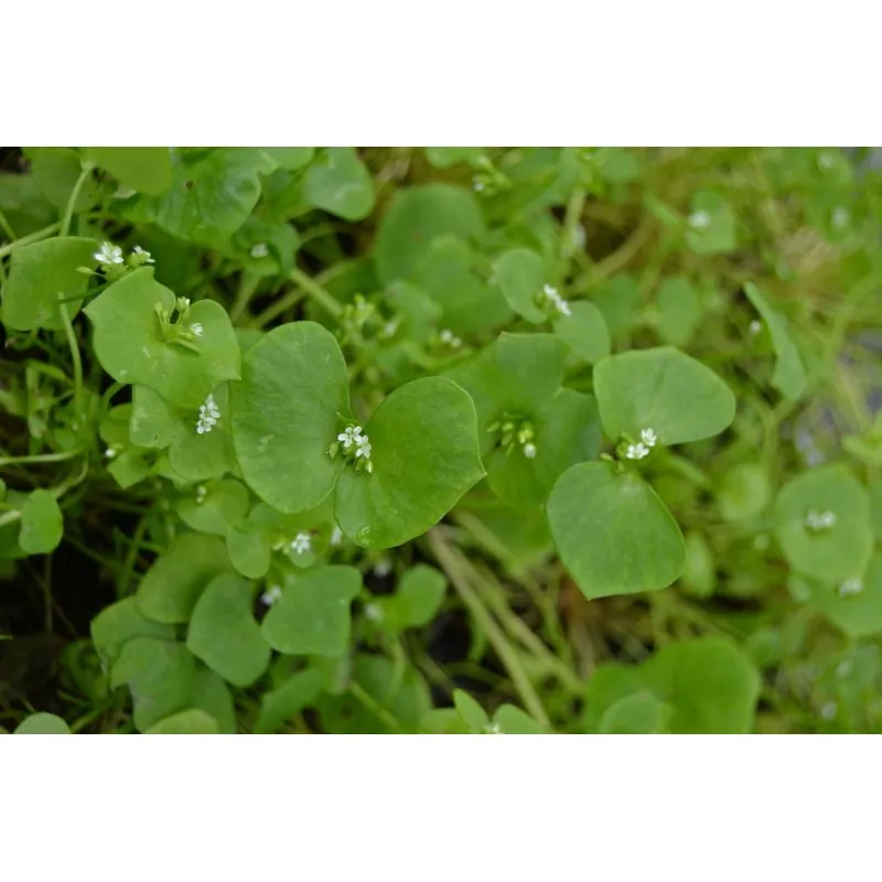 Semillas de LECHUGA DEL MINERO (Claytonia perfoliata)