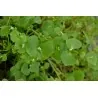 Winter Purslane, Indian Lettuce Seeds (Claytonia perfoliata)