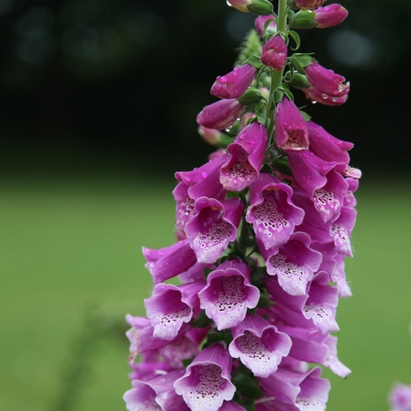 Price: €1 - Foxglove Seeds - 