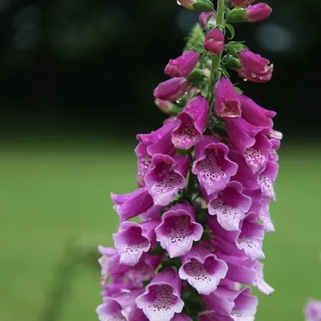 Foxglove Seeds