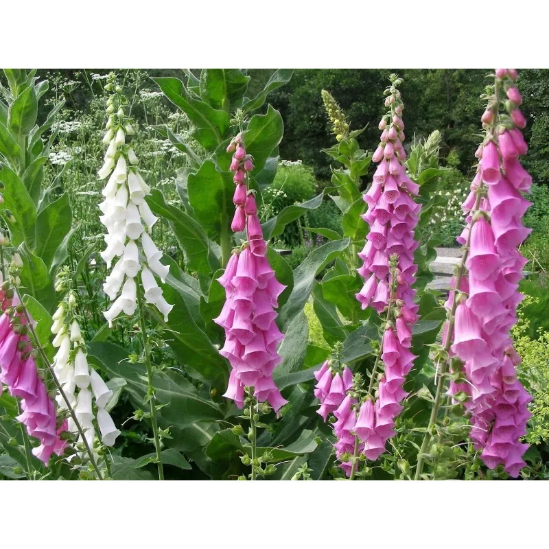 Semillas de Digitalis