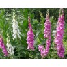Price: €1 - Semillas de Digitalis - 